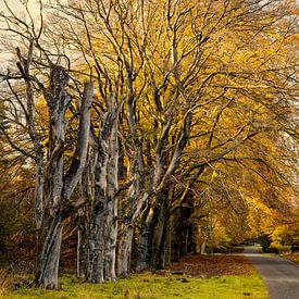 Autumnal tunic by KCleBlanc Photography