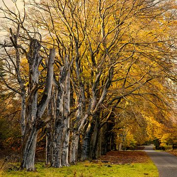 Herbstliche Tunika von KCleBlanc Photography