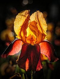 Iris