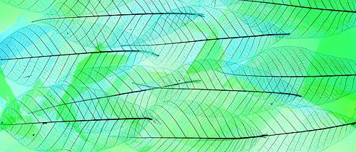 De schoonheid van skelet blad  in pop color . .