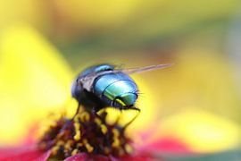Green fly's ass by Pim van der Horst