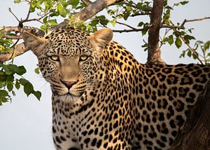 Léopard dans le parc Kruger