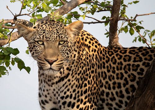 Leopard in the Kruger Park