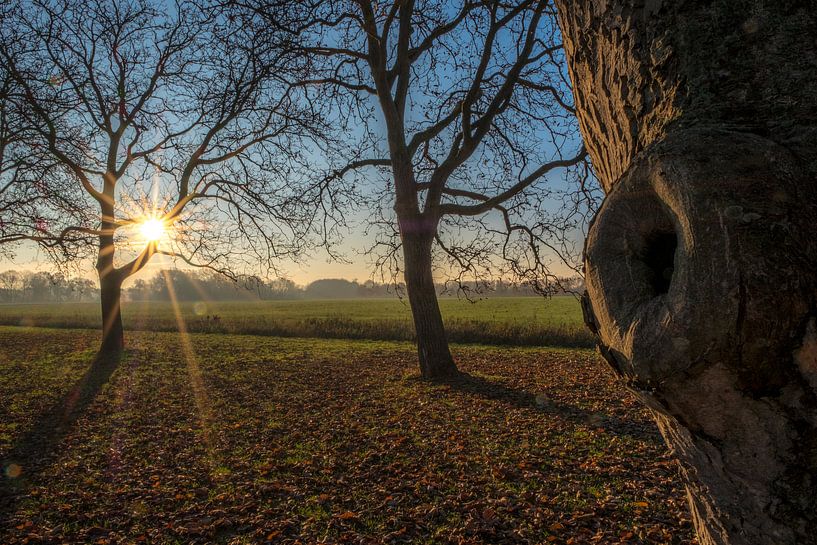 Notenlaan Marienwaerdt by Moetwil en van Dijk - Fotografie