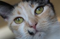 katten close up  von Danielle Vd wegen Miniaturansicht
