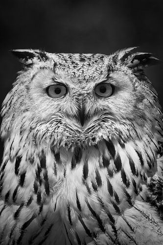 Hibou, directement de face, noir et blanc