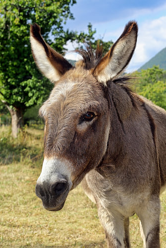 Donkey