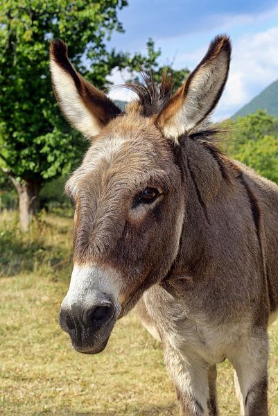 Donkey by Norman Krauß