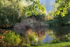 Arbre tombé sur Zehava Perez