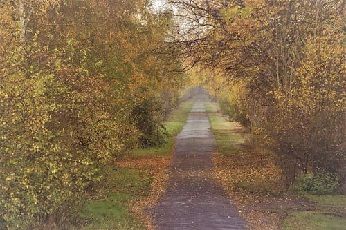 Autumn willows path B3