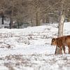 Taros calf in the snow by Tanja van Beuningen