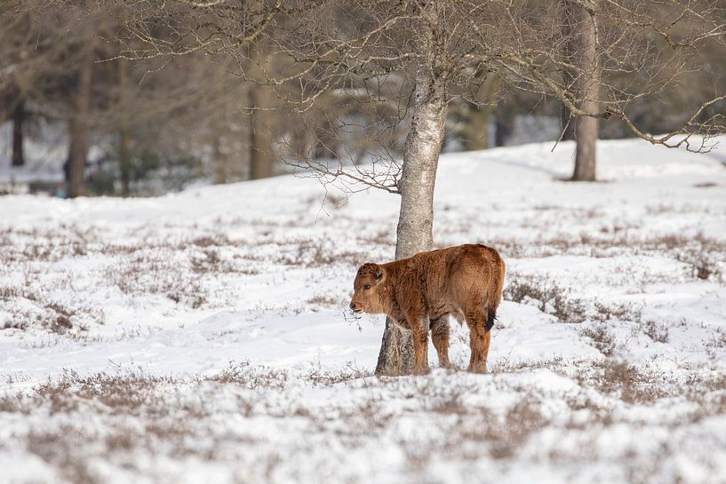 Veau Taros dans la neige par Tanja van Beuningen