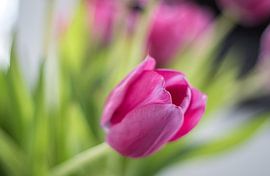 De Tulp by Martijn Hinrichs