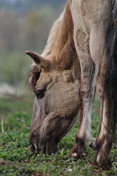 Konik horse by John Kerkhofs
