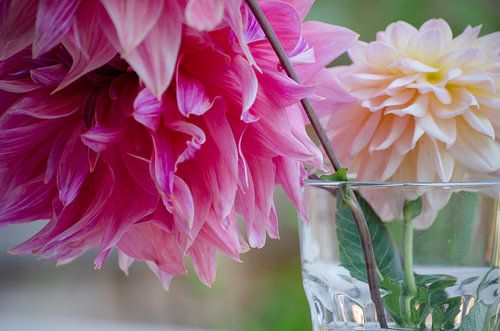 Holländische Dahlien