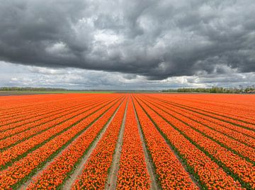 Tulpen in een veld met donkere wolken erboven in de lente van Sjoerd van der Wal Fotografie
