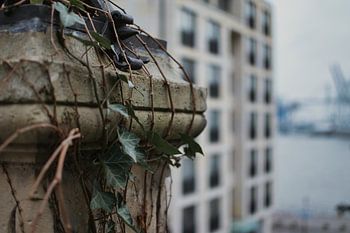 La nature et le port.