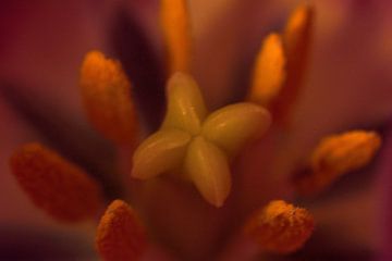 Tulp