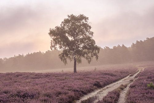 Lumière du matin sur les landes fleuries