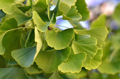 Ginkgo