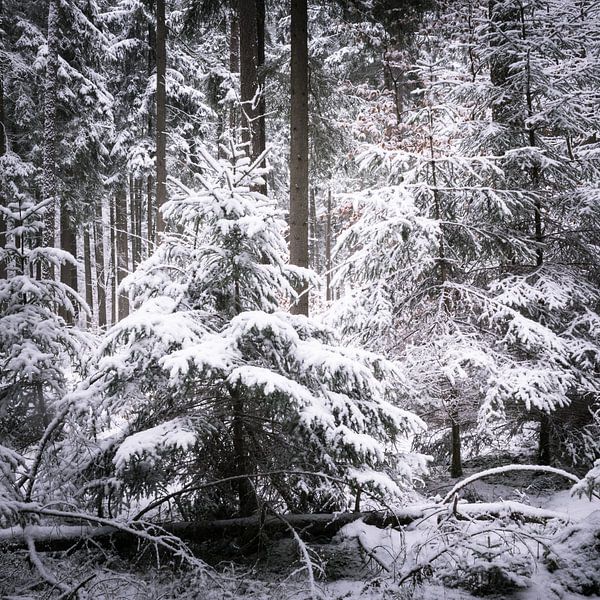 winterbos van Tobias Luxberg