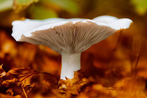 Witte zwam
