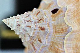 Shell close-up by Anna van Leeuwen