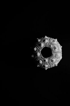 Minimalist, black-and-white image of the sea urchin Codaris by ellenklikt