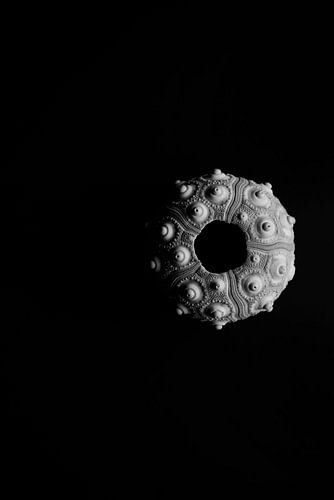 Minimalist, black-and-white image of the sea urchin Codaris