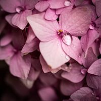 Hortensia