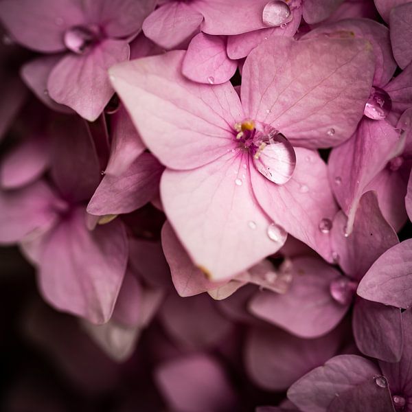 Hortensia by Hille Monster