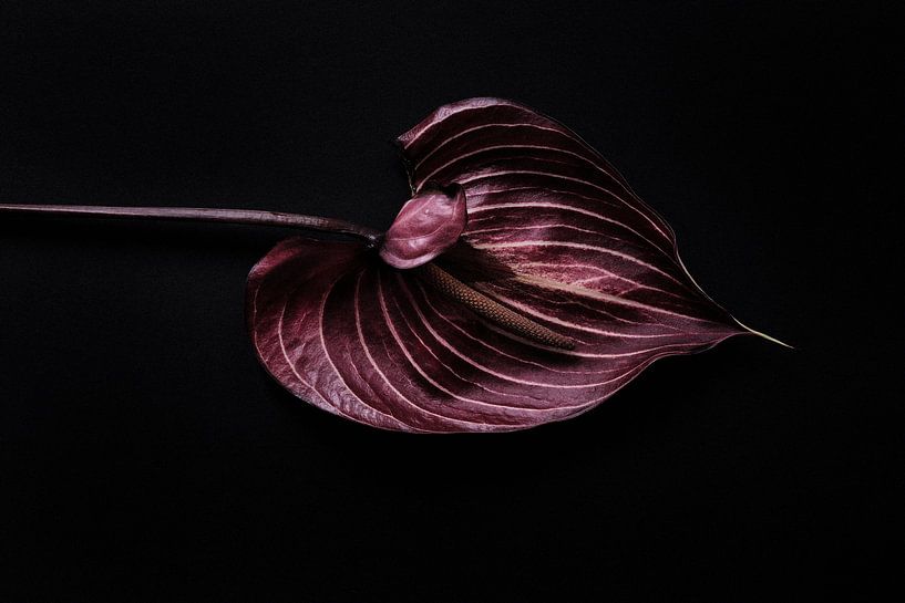 Anmutiges Anthurium auf schwarzem Hintergrund von Karel Ham
