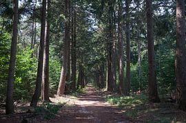 Utrecht Ridge. von Richard Wareham