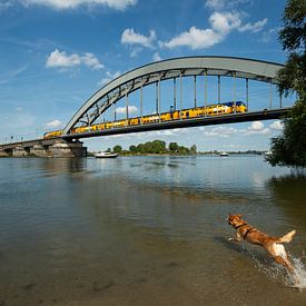 NS train by Paula Romein