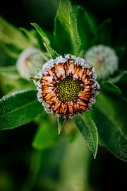 Marigold by Susan Lambeck