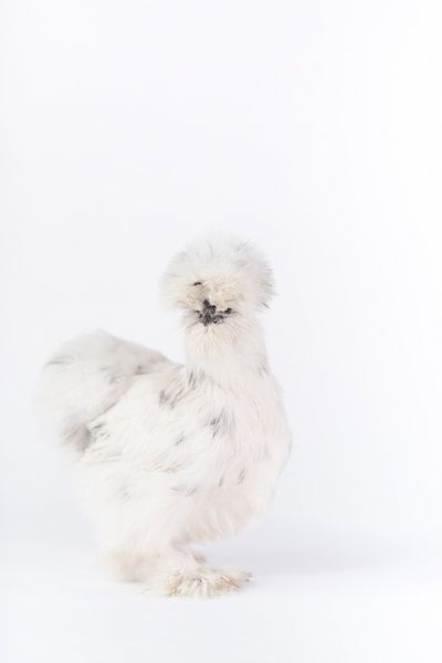 Poule en soie Cherie par Janine Bekker Photography