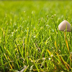 Un champignon solitaire dans l'herbe verte sur Mario Verkerk