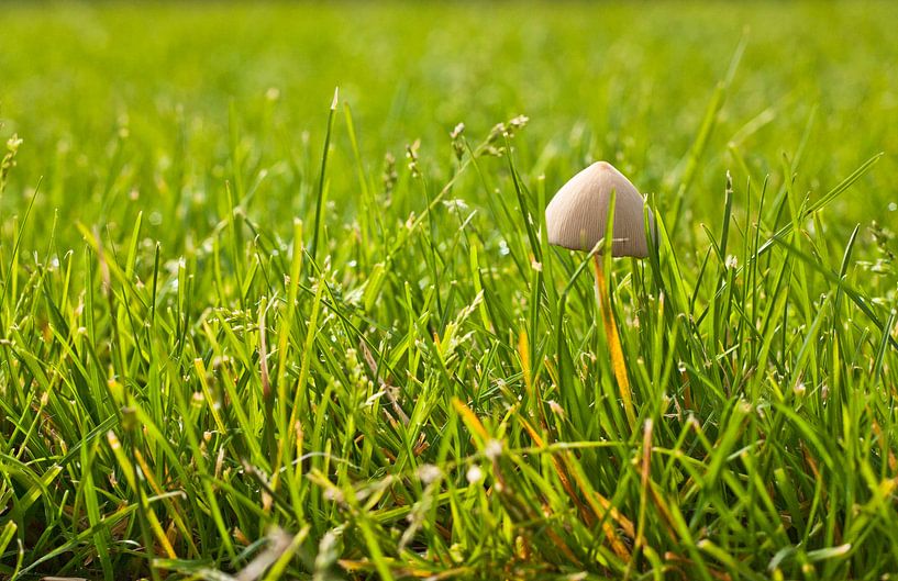 Einsamer Pilz im grünen Gras von Mario Verkerk