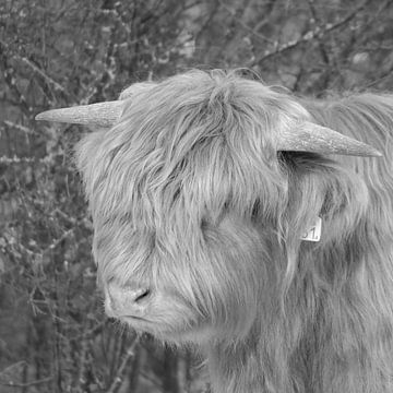 de schotse hooglander