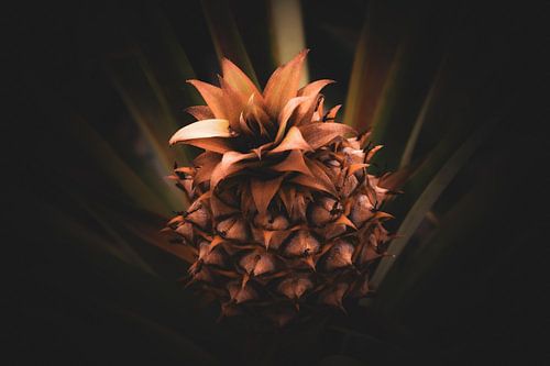 Ananas van Roy van Lawick van Pabst