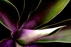 RÊVES DE FLEURS 16 sur Miroslav Ptacek