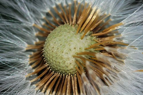 Fluweelzacht deze paardenbloem