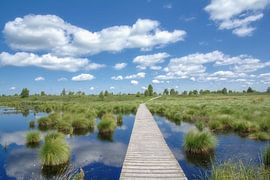 in the High Fens or Hautes Fagnes, Eifel, Germany and Belgium by Peter Eckert