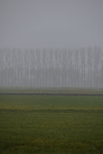 Rijtje bomen in de mist 1