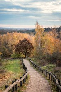 Kwintelooijen's wooden staircase