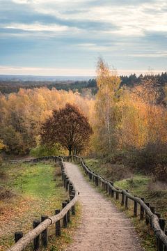 Kwintelooijen's wooden staircase
