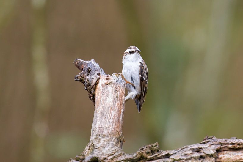 Nuthatch by Goffe Jensma