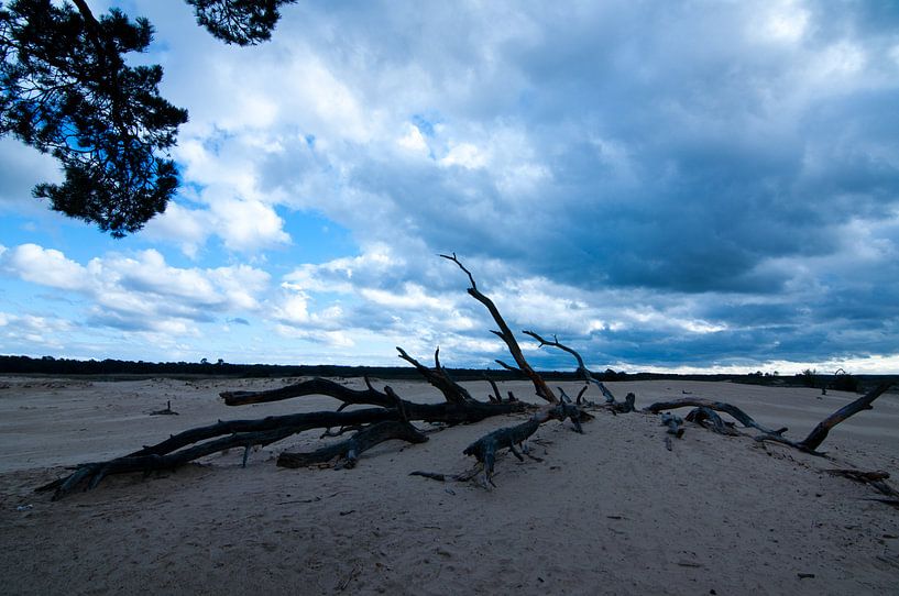 Buried tree by Anita van Hengel