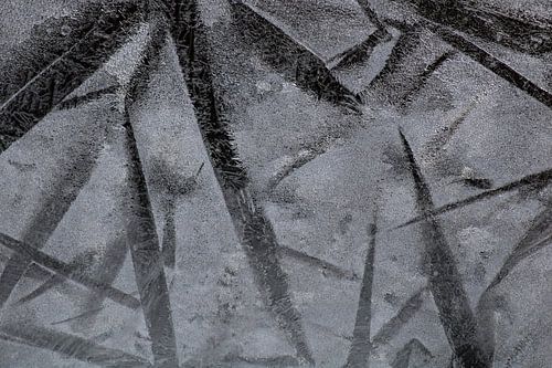 ice flowers or ice stars