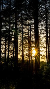 Zonsondergang in de bossen van Pirin in Bulgarije